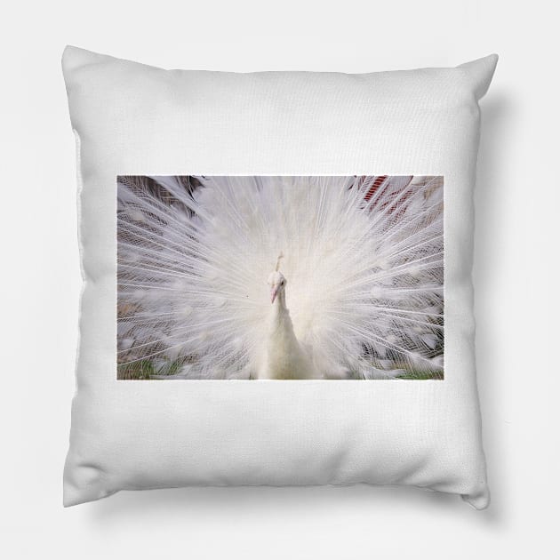 White Peacock Pillow by kawaii_shop