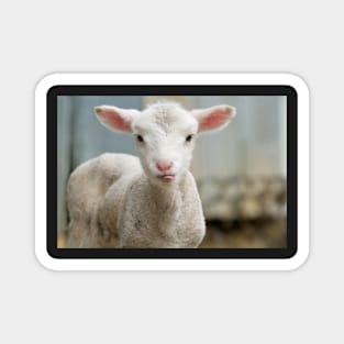 Cute and adorable few day old lamb Magnet