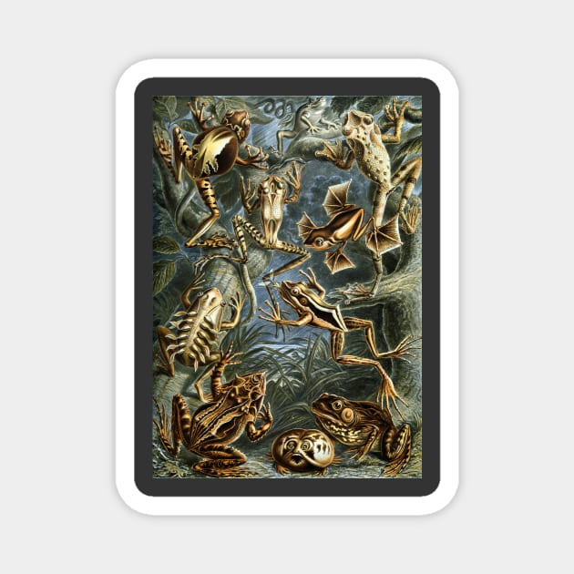 Batrachia by Ernst Haeckel Magnet by MasterpieceCafe