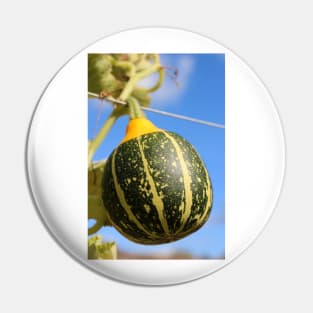 Stripey Squash Pin