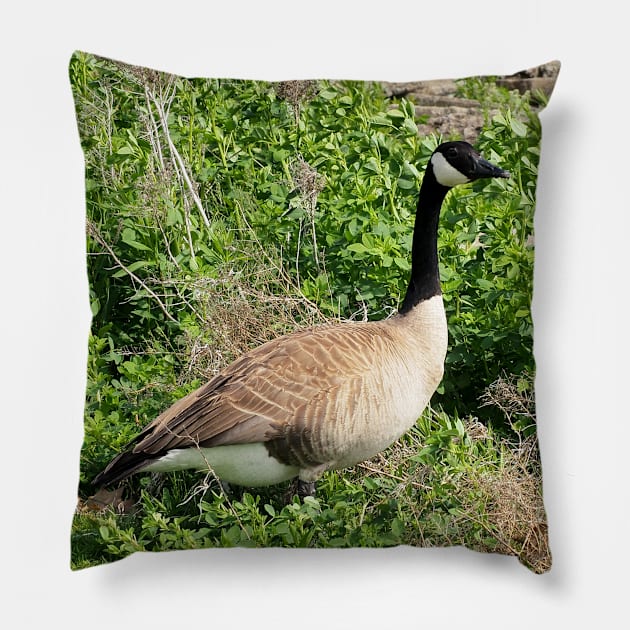 Canada Goose Resting In a Bush Pillow by BackyardBirder