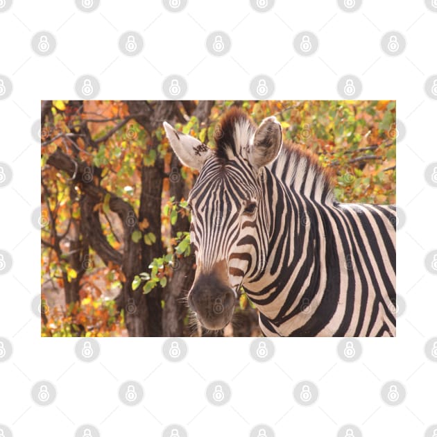 Zebra in a Mopani forest by LitchiArt