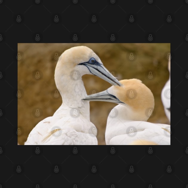 Gannet Pair 1 by fotoWerner