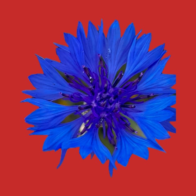 Cornflower Royal Blue Flower by ellenhenryflorals