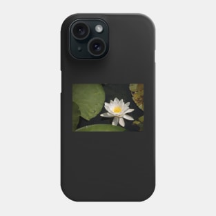 Beautiful white waterlily in the Danube Delta, Romania, on summer day Phone Case