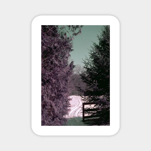 purple film photo Magnet by lovefromsirius