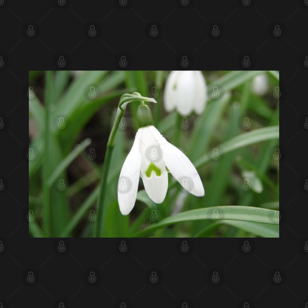 The March Snowdrop by AH64D