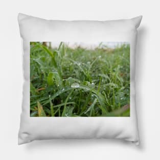 Morning Dew Pillow