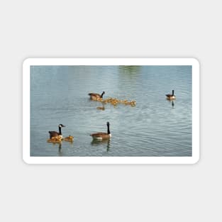 Canada Goose Parents Swimming With Families of Goslings Magnet