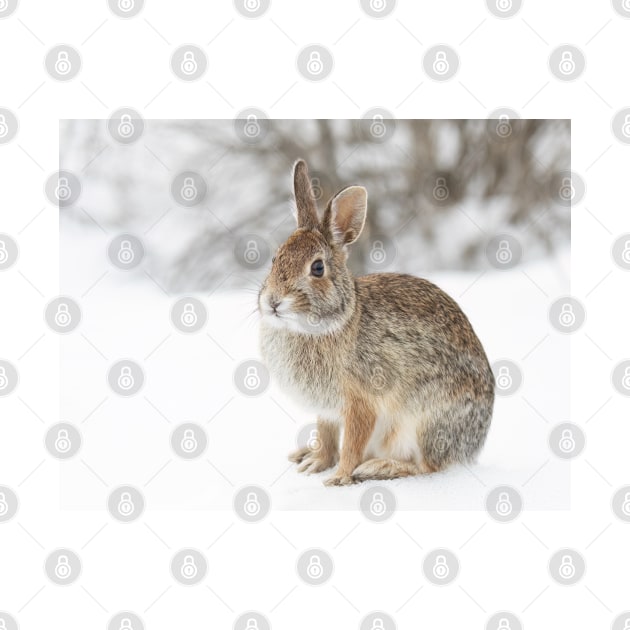 Eastern Cottontail bunny by Jim Cumming