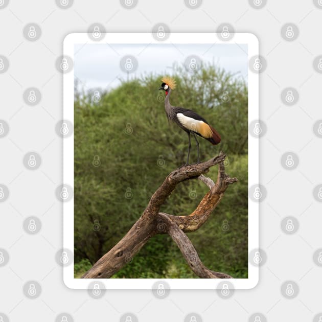 Grey Crowned Crane Magnet by yairkarelic