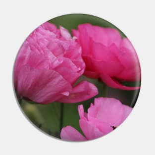 Closeup Deep Peony Pink Ranunculus Pin