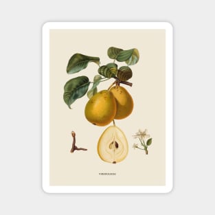 Pear Antique Botanical Illustration Magnet