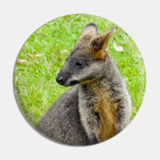 Swamp Wallaby Pin