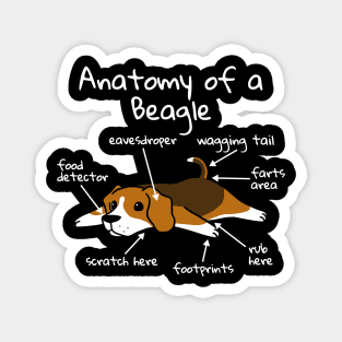 Anatomy Of A Beagle Magnet
