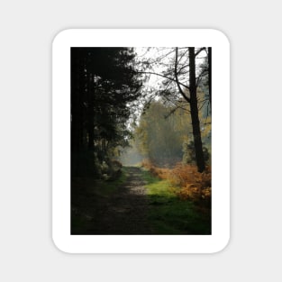 Forest Path in Fall Magnet