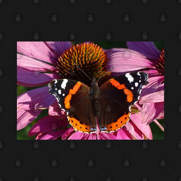 Red Admiral on Ecinachea Purpurea by AH64D