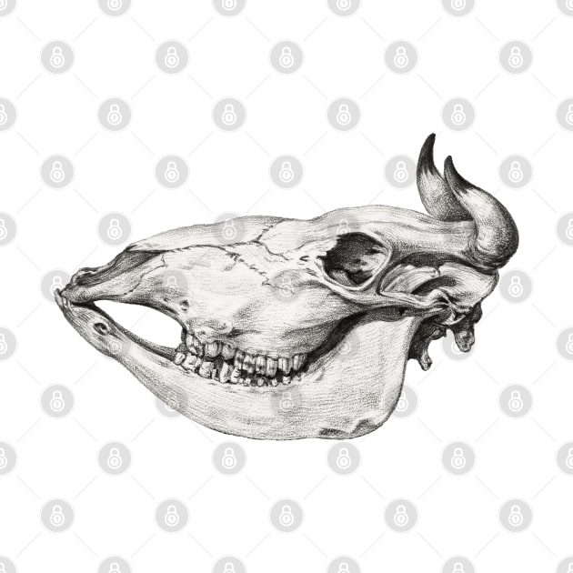 Skull of a cow by Jean Bernard by Helgar