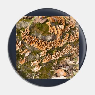 Bracket fungus Pin