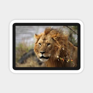 Cat: Large Male Lion Looking Intently as He Comes Out of the Bush, Maasai Mara, Kenya Magnet