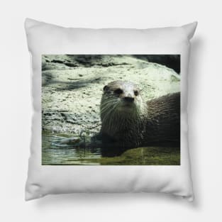 Asian Small-clawed Otter Pillow