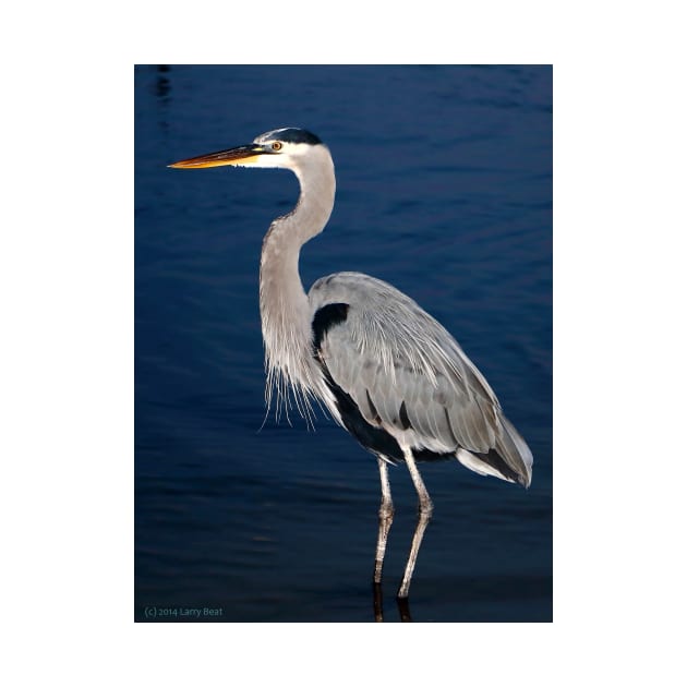 Evening Heron by BadHabitsLounge