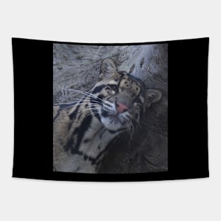 Clouded Leopard Tapestry