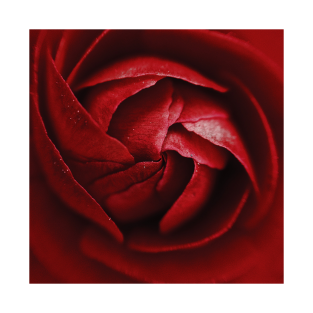 Red Roses T Shirts Teepublic