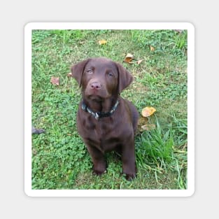 Labrador Retriever Chocolate Puppy Sitting Magnet