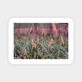 Autumn Prairie Grass Magnet