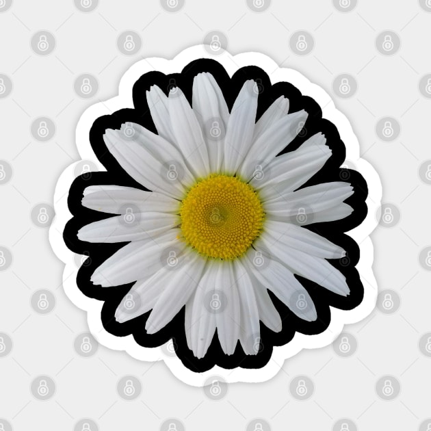 wonderful daisy flower, blooming daisy, blooms Magnet by rh_naturestyles