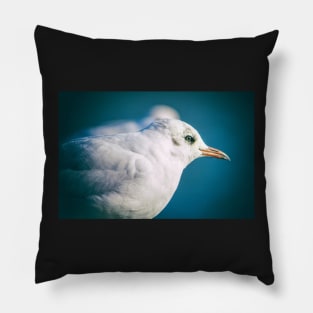 Juvenile Black-headed Gull Pillow