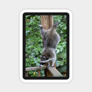 Raccoon Acrobatics Magnet