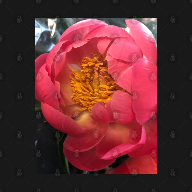 Outrageous Pink Peony by Photomersion