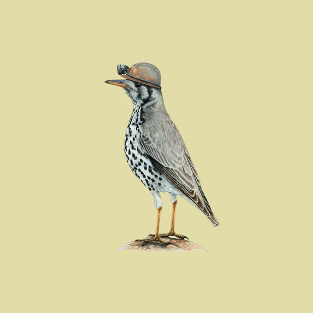 Groundscraper thrush by Mikhail Vedernikov