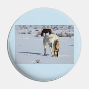 Wild horses, Arizona, nature, wildlife, gifts Pin