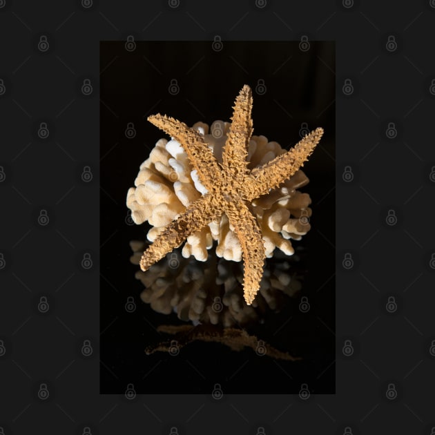 Corals and sea star on black reflective background by NxtArt