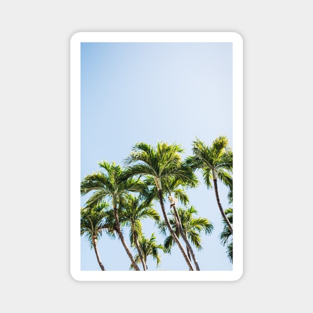 Miami Palm Trees Magnet by NewburyBoutique