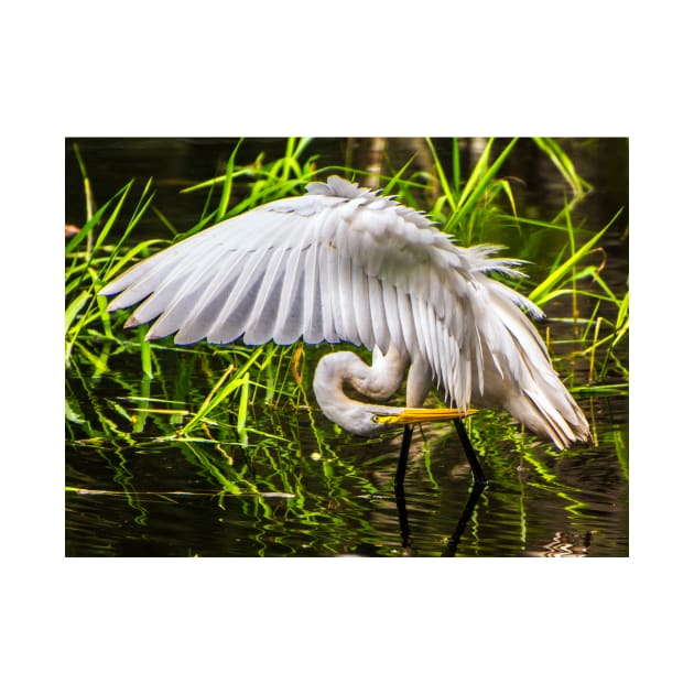 Great White Egret by joesaladino