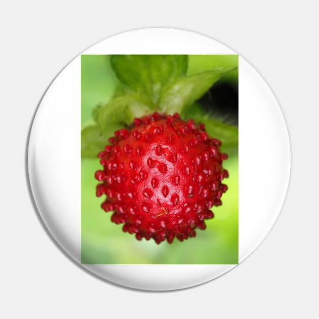 Red berry of Potentilla indica - mock strawberry Pin by SDym Photography