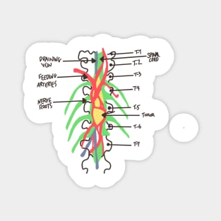 Greys Anatomy/Medicine/Spinal Cord/ Nerves/ Derek shepherd/ Grey Sloan/ Med School Magnet