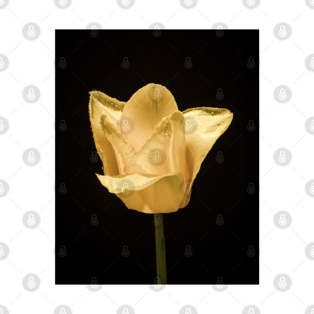 Tulip In Profile 6 by Robert Alsop
