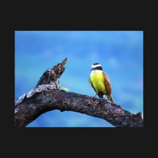 Kiskadee With Yellow Chest Photography T-Shirt