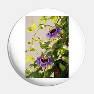 Purple Haze Passifloras Pin