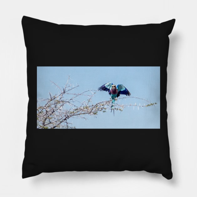 Lilac-breasted roller bird. Pillow by sma1050