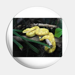 Eyelash Viper Pin