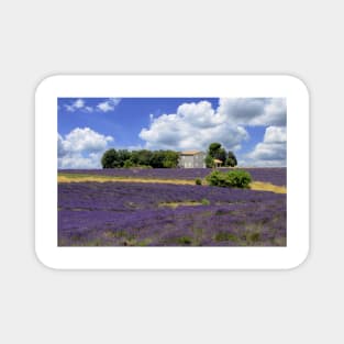 The house in the lavander Magnet