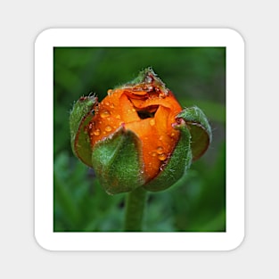 An orange bud Magnet