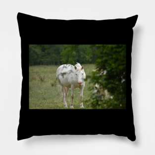 Wild Horse Pillow