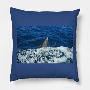 Marine Life, Dolphin, Pacific Ocean, marine life, wildlife, gifts Pillow